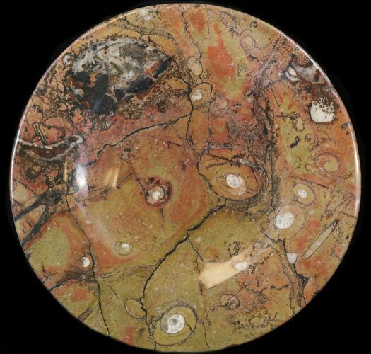 Fossil Orthoceras & Goniatite Plate - Stoneware #40523
